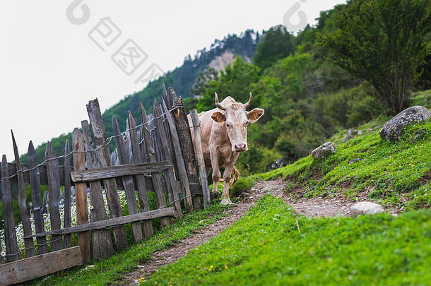乡间景色，有一头体贴的奶牛，古老的风化木栅栏和新鲜的绿草。6月，乔治亚州斯瓦内蒂的梅斯蒂亚农村地区。