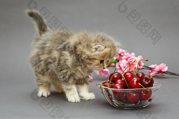 小有趣的英国大理石小猫碗樱桃灰色背景