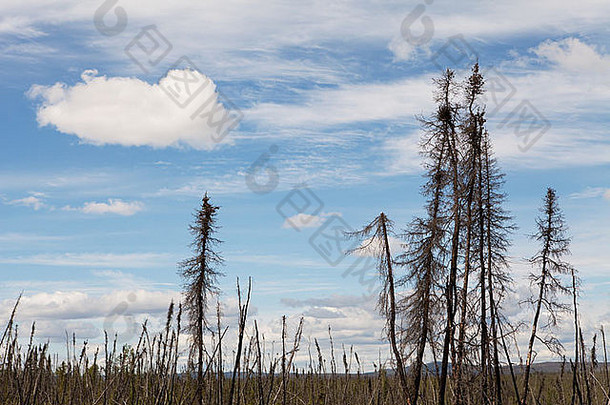 在阿拉斯加的一场大火中死去的云杉树，夏天天空蔚蓝，云层蓬松。