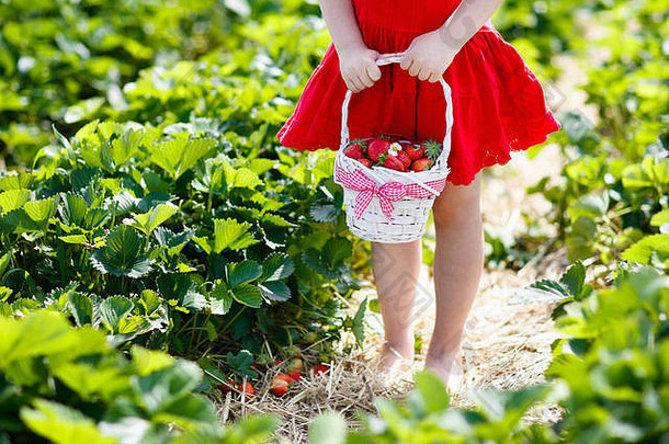 阳光明媚的夏日，孩子们在果园里摘草莓。孩子们在白色的篮子里摘新鲜成熟的有机草莓，然后自己摘浆果
