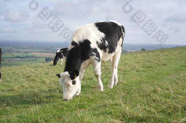 田野上黑白相间的奶牛