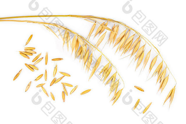燕麦穗状花序，谷粒分离于白色背景上。顶视图。平铺。