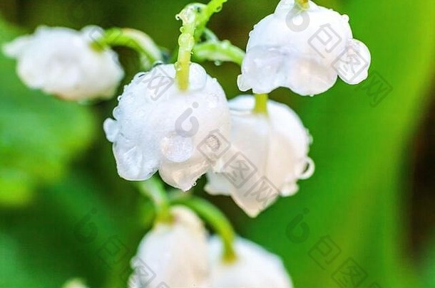 花美丽的气味莉莉谷may-lily滴雨鼓舞人心的自然花盛开的花园公园花园春天夏天盛开的生态自然概念