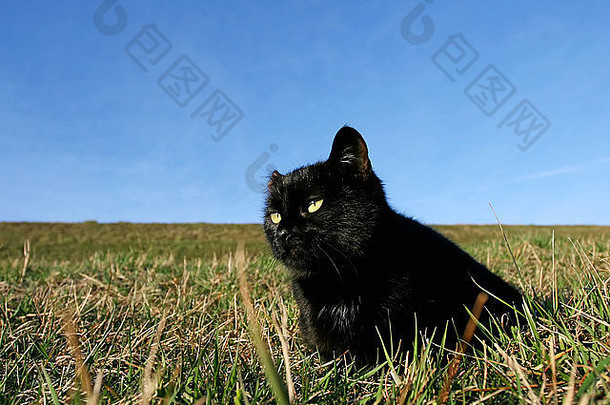 一只黑猫躺在草地上的草地上。