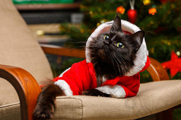 身着圣诞老人服装的黑猫坐在扶手椅上的圣诞照片