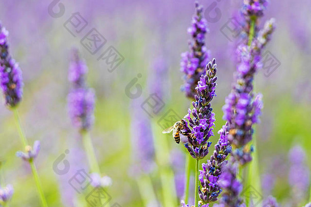 薰衣草花特写和蜜蜂，与博克。法国普罗旺斯可持续农业领域的自然传粉昆虫