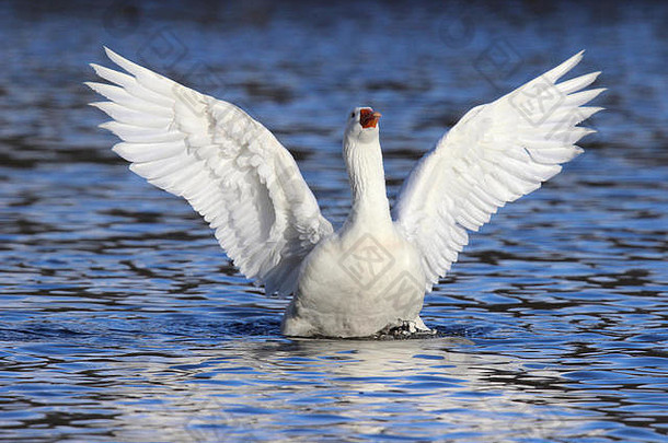 一只在湖面上拍打翅膀的白鹅