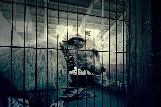 笼中和遗弃的狗，街头动物的细节，虐待动物