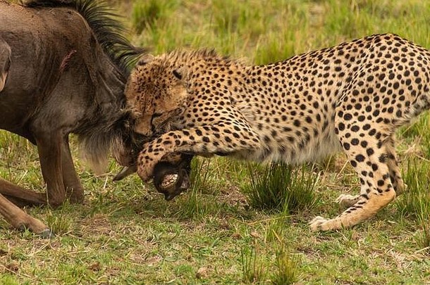在马赛马拉国家保护区内的非洲平原上，猎豹在野生动物狩猎中猎杀角马