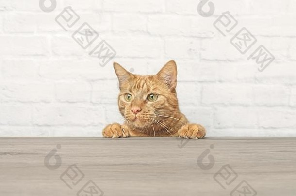 当前位置可爱的姜黄色小猫好奇地看着桌子。