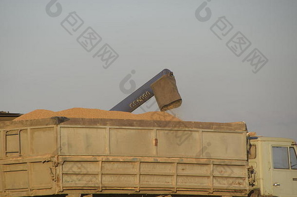 联合收割机将谷物倒入卡车。<strong>水稻收获</strong>。