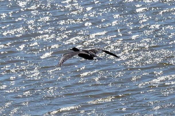 一只黑色的日本鸬鹚，Phalacrocaraxcapillatus，沿着日本横滨附近的酒井河水面飞行。