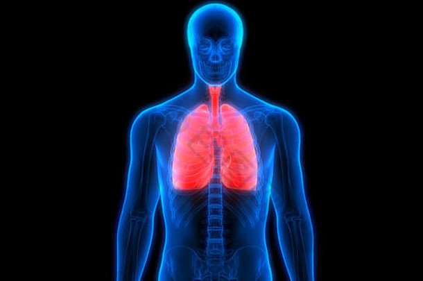 人体呼吸系统解剖学