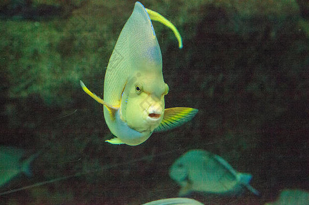 百慕大蓝天使鱼Holacanthus bermudensis游过珊瑚礁。