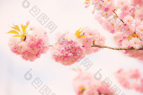 春天盛开的樱花树