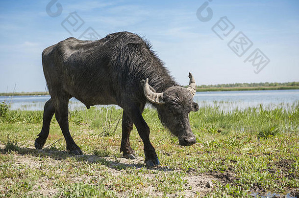 群水水牛发布ermakov岛乌克兰多瑙河δ动物带来了经喀尔巴阡病野化