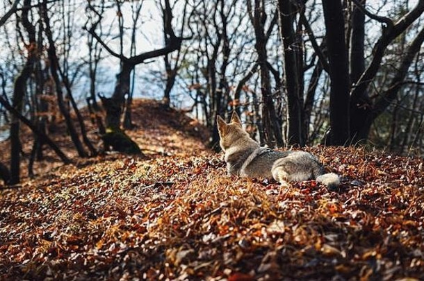 美丽的秋天里的捷克斯洛伐克狼狗。狼犬。