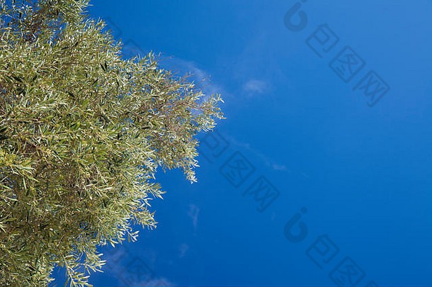 背景橄榄分支机构蓝色的天空