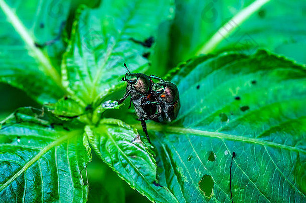 彩虹色的日本甲虫在自然保护区的一片叶子上交配。在世界许多地方，这些昆虫是<strong>入侵物种</strong>。这里，他们在