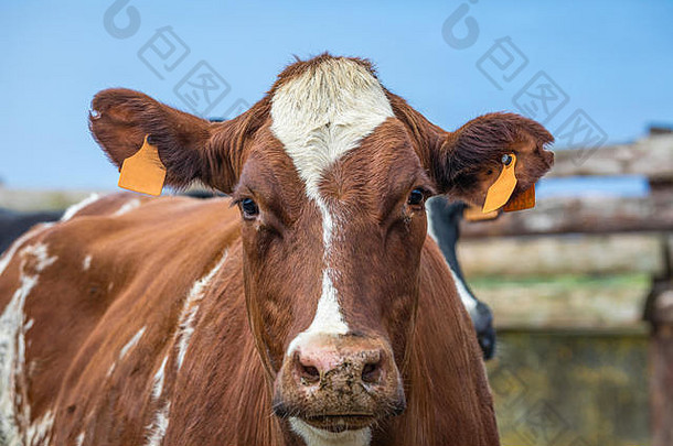 奶牛终年在整个圣米格尔岛的<strong>草地</strong>上自由放牧。葡萄牙亚速尔群岛。