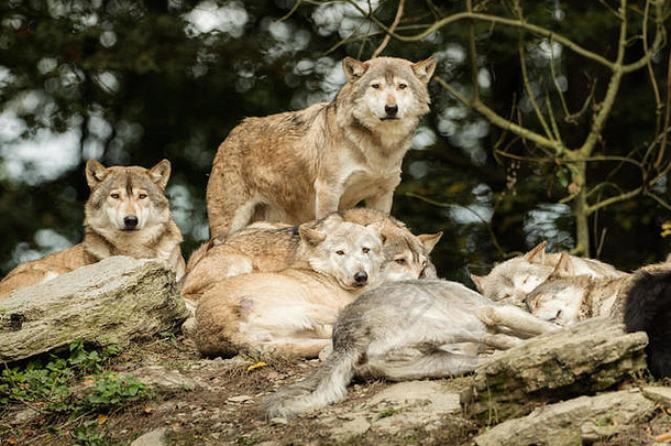 岩石上的一群狼