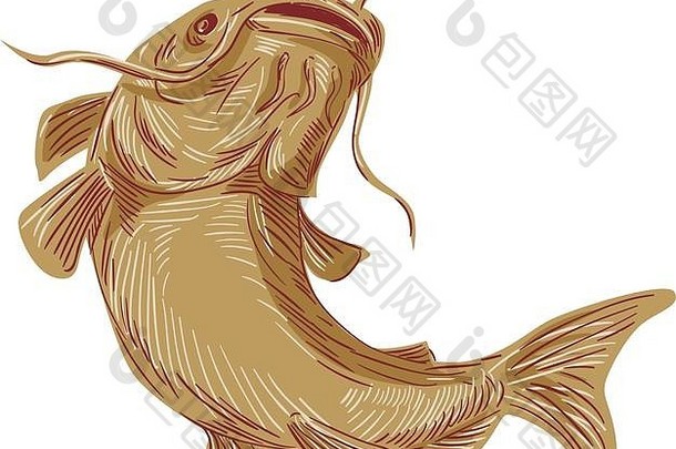 图纸草图样式在孤立的白色背景下，从正面观看，一条鳐鱼鲶鱼也被称为泥猫、波利沃格斯或咯咯头。
