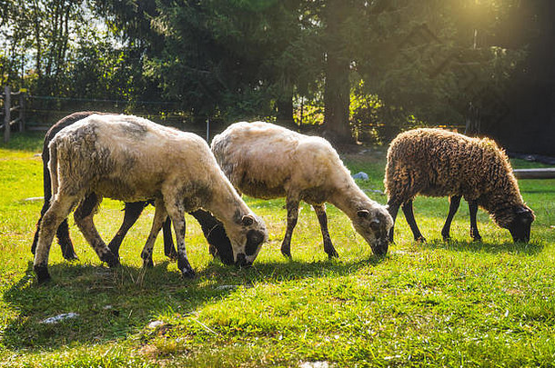 不同的绵羊在农村农场放牧