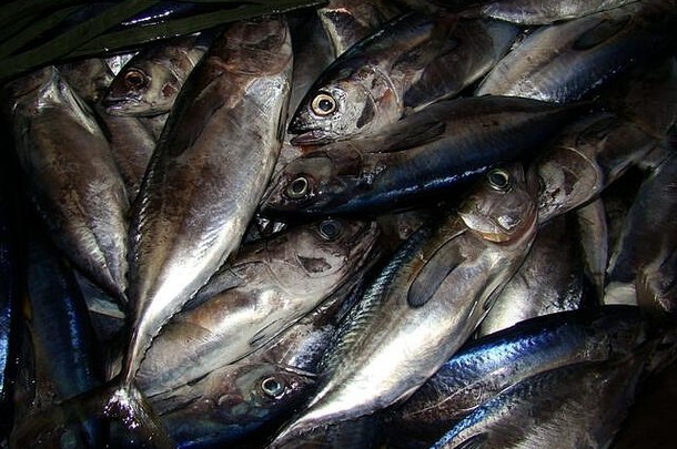 菲律宾民都洛岛一个鱼摊上出售的刚捕获的小金鱼