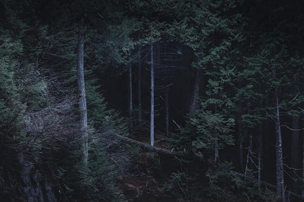 月光从树上反射下来的黑暗森林。