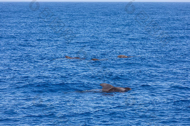 大西洋特内里费加那利群岛的领航鲸群