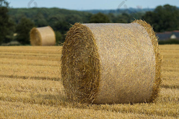 收获后，独自一人在风景秀丽的农田里，用网捆着的金色<strong>圆形</strong>或圆柱形麦秸包——英国北约克郡惠克斯利。