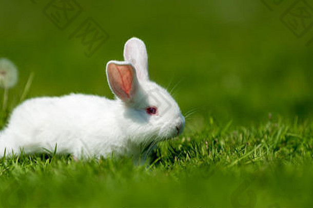 夏日绿草上的小白兔