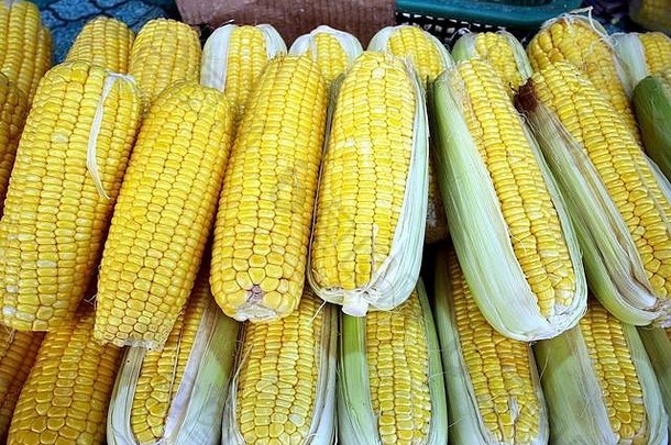 一束新鲜生玉米在玉米棒上的照片