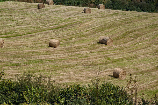 收获的谷类作物上散落着圆捆干草（英国）。<strong>粮食安全</strong>/种植<strong>粮食</strong>的隐喻。