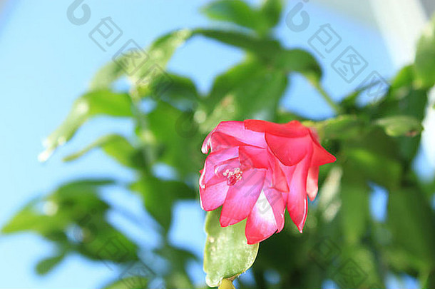 细粉红色的花schlumbergera花盆