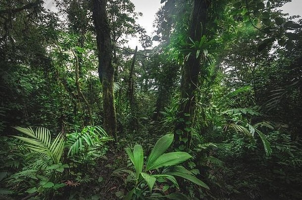 热带雨林。哥斯达黎加丛林中的一棵老绿树