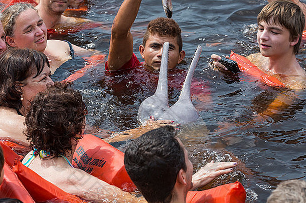 亚马逊河，巴西，马瑙斯——2013年10月17日：人们在巴西亚马逊河喂养著名的粉红海豚（Boto Rosa）。