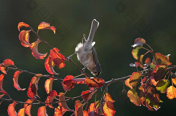 丛生山雀在秋叶中觅食
