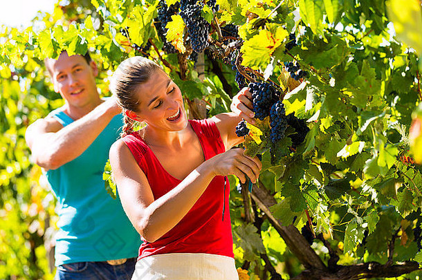 男人和女人-葡萄酒种植者-在葡萄园收获时用剪刀采摘葡萄