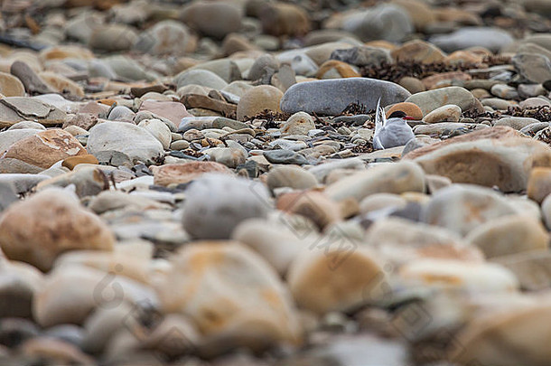 北极燕鸥站在巢穴附近，<strong>保护自己</strong>的蛋不受捕食者的伤害