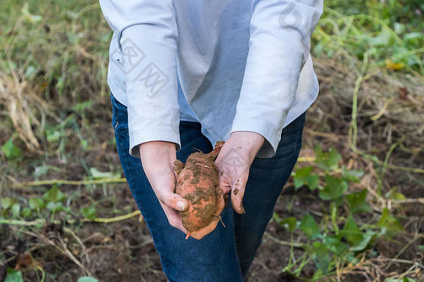 收集新挖的红薯。