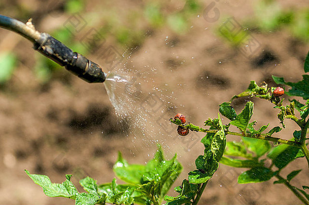 喷涂杀虫剂科罗拉多州土豆甲虫错误幼虫培养蔬菜花园