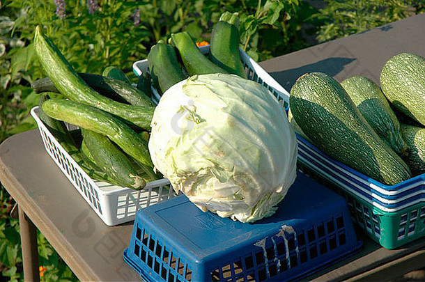 卷心菜出售农民市场主园丁加州