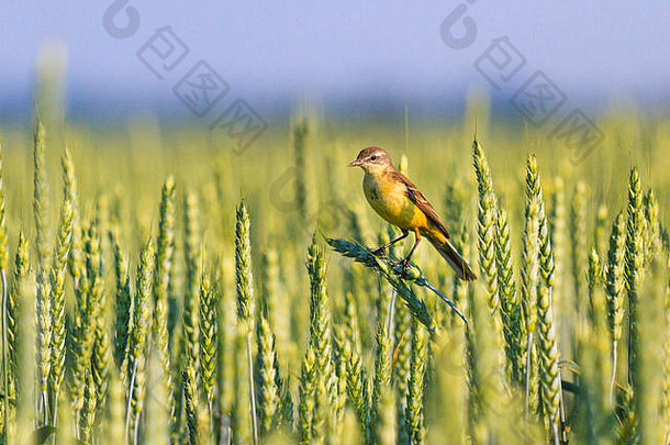 野生鸟坐着斯派克小麦