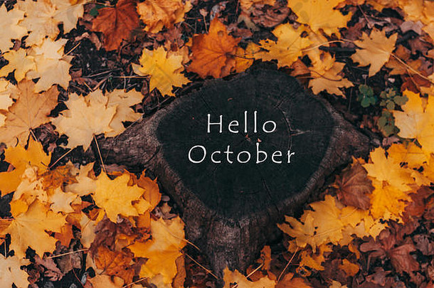 你好，十月。秋林中一片自然的树桩和黄色的枫叶。以nat为背景的带秋叶和森林的木桩