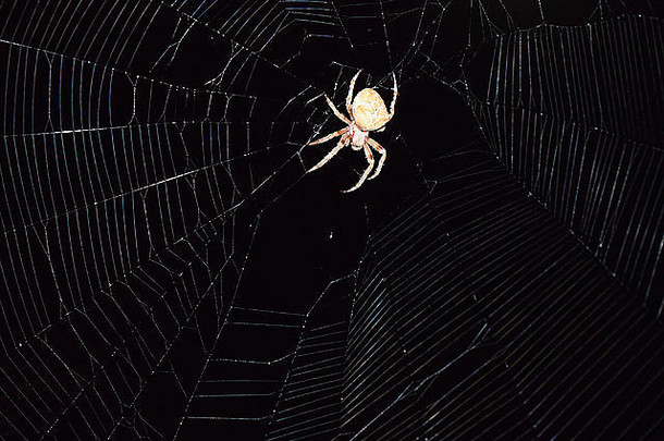 阿兰尼乌斯蜘蛛狩猎晚上晚上蜘蛛网络