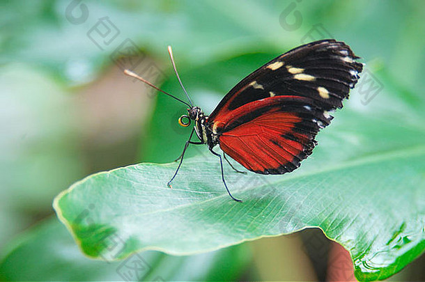 热带异国情调的南美国金诗的灵感源泉蝴蝶赫利科尼乌斯赫卡勒坐着绿色叶