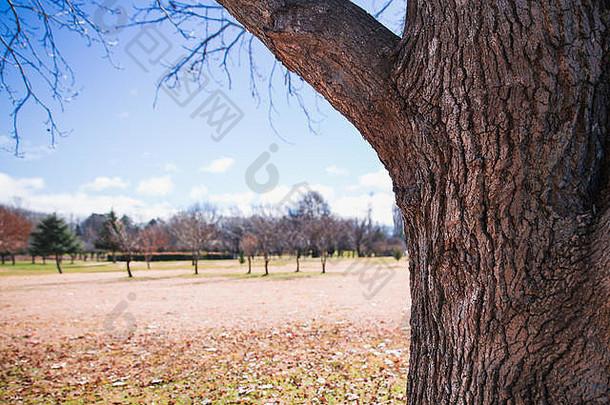 <strong>秋冬</strong>时<strong>节</strong>，在安静的公园场景前拍摄树干特写，落叶覆盖地面。