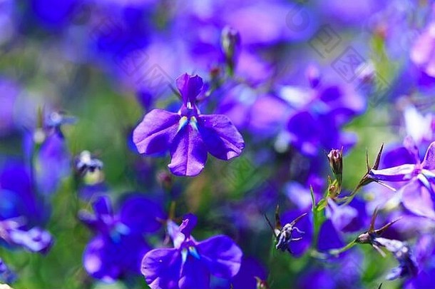 蓝色的花。阳光下许多蓝色花朵的鲜艳背景。夏季景观。空间。