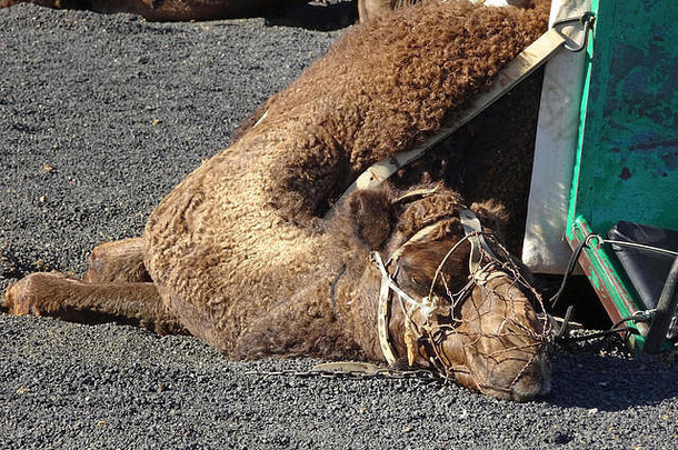 几十dromedar艾因霍克里格斯骆驼Camelus德罗梅达里乌斯雷特卡梅勒为了蝠鲼Ausfluege国家公园蒂曼法亚兰斯洛特毯街